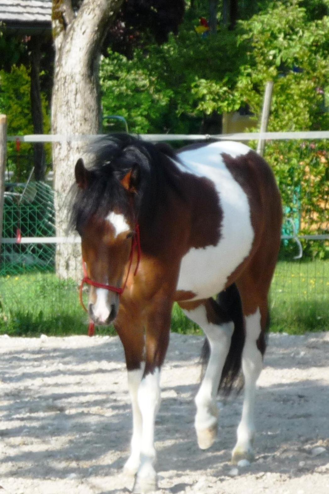 Ferienhof Unterführholzergut Klaus an der Pyhrnbahn Exterior foto